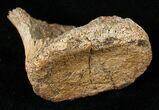 Partial Hadrosaurid Caudal Vertebrae (Tail Bone) #15275-1